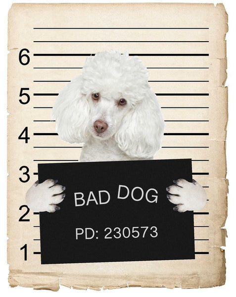 Poodle Mugshot Bad Dog Fridge refrigerator Car Magnet