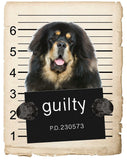 Tibetan Mastiff Mugshot Bad Dog Fridge refrigerator Car Magnet