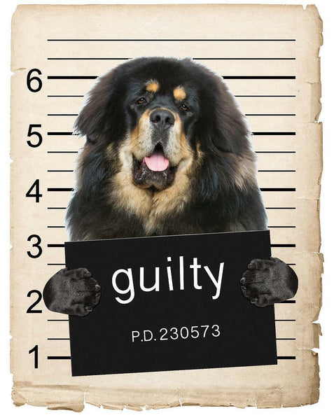 Tibetan Mastiff Mugshot Bad Dog Fridge refrigerator Car Magnet
