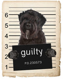 Bouviers Des Flandre Mugshot Bad Dog Fridge refrigerator Car Magnet