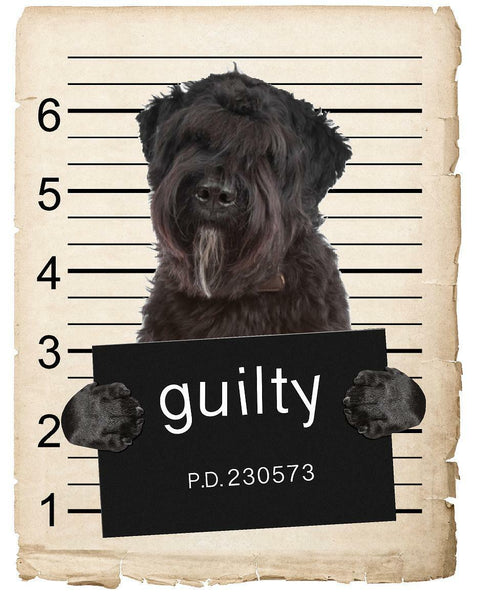 Bouviers Des Flandre Mugshot Bad Dog Fridge refrigerator Car Magnet