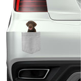 Chocolate Lab Dog in pocket Fridge Car Magnet Bumper Sticker App size 4"x7"