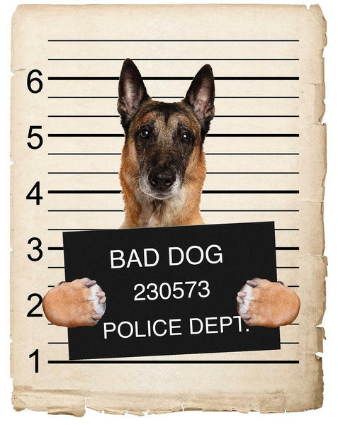 Belgian Malinois Mugshot Bad Dog Fridge refrigerator Car Magnet