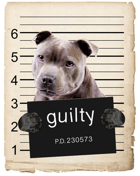 American Staffordshire Mugshot Bad Dog Fridge refrigerator Car Magnet