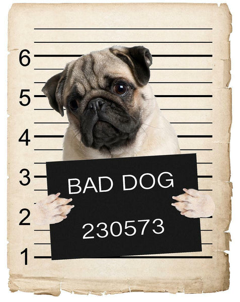 Pug Mugshot Bad Dog Fridge refrigerator Car Magnet