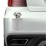 Dalmatian Dog in pocket Fridge Car Magnet Bumper Sticker App size 4"x7"
