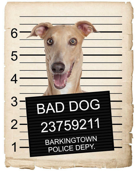 Greyhound Mugshot Bad Dog Fridge refrigerator Car Magnet