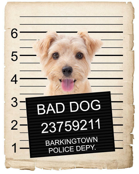 Norfolk Terrier Mugshot Bad Dog Fridge refrigerator Car Magnet