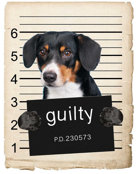 Entlebucher Sennenhund Mugshot Bad Dog Fridge refrigerator Car Magnet